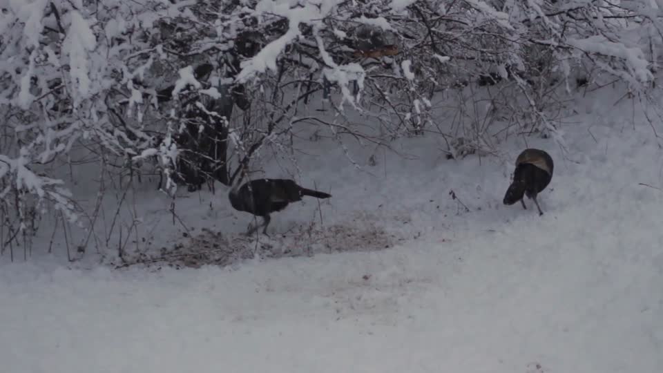 Fowl wildfowl turkeys