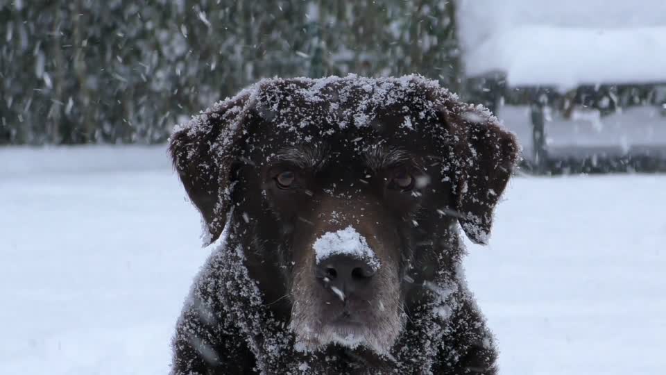 Labrador dog retriever