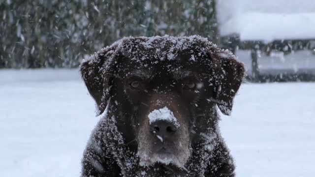 Labrador dog retriever