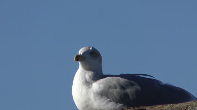 Gull baltic gull seagull