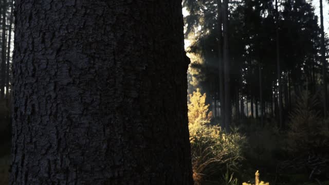 Forest autumn landscape