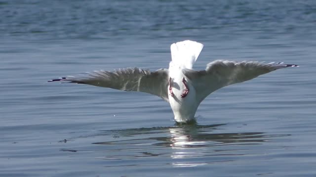 Gull nosedive baltic gull