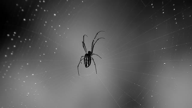 Black and white nature insect