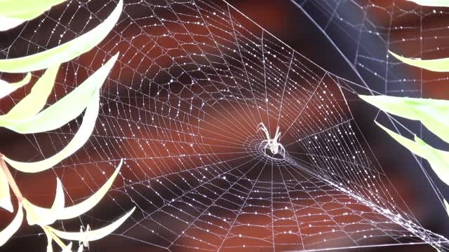 Web spider insect