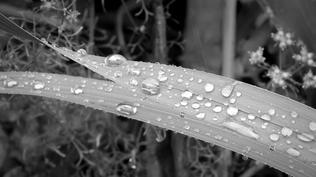Sheets raindrops yard