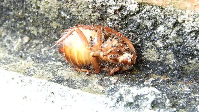 Macro insects work