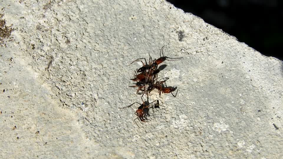 Macro insects nature
