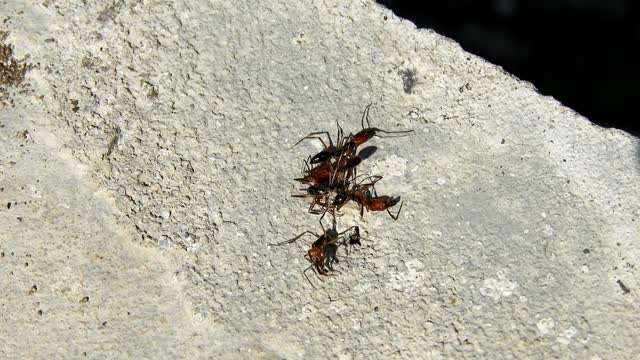 Macro insects nature