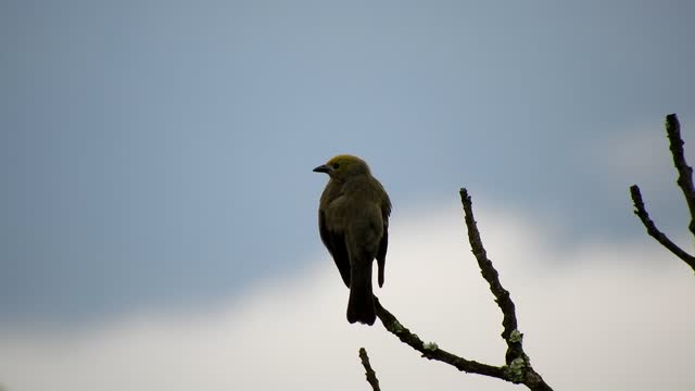 Landscape bird colombia