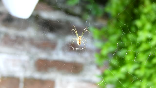 Spider web insect