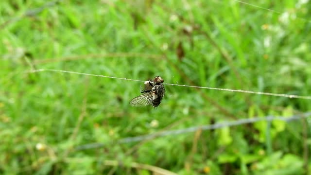 Macro insect fly trapped