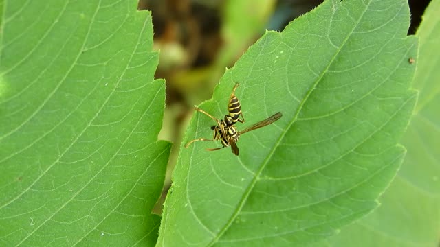 Macro insect yard