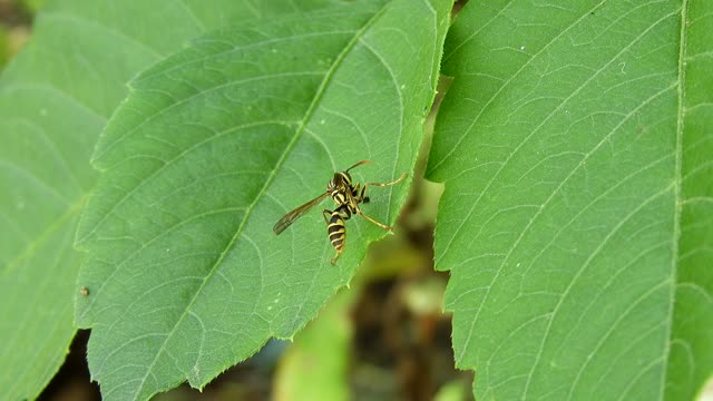 Nature insect wasp
