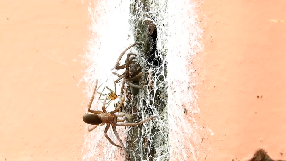 Insects spiders arachnid