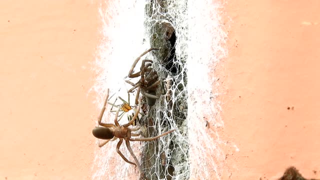 Insects spiders arachnid