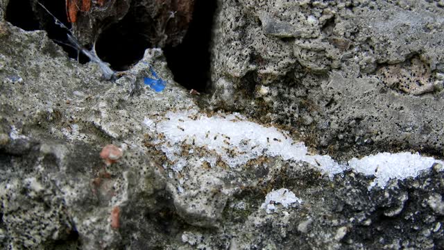 Insects work cooperation