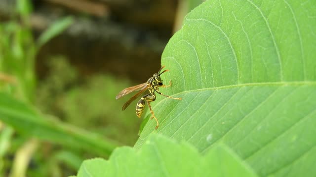 Nature yard wasp