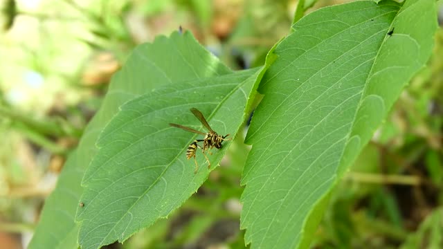 Nature insect wasp