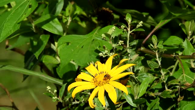 Nature yard bee
