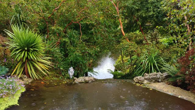 Heron rain bird