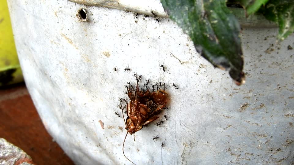 Nature work effort