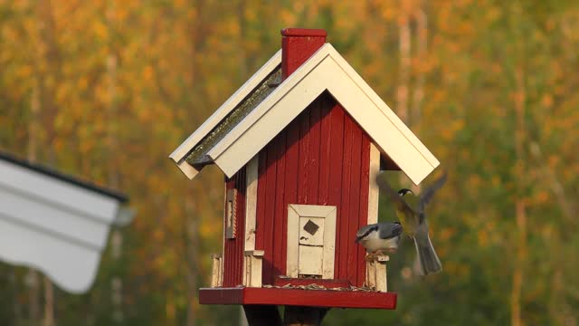 Birds meissen sunflower seeds