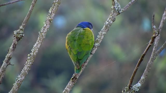Nature parrot bird