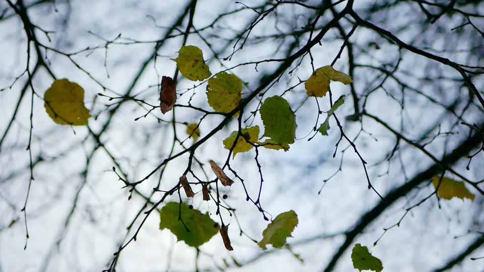 Leaves forest nature