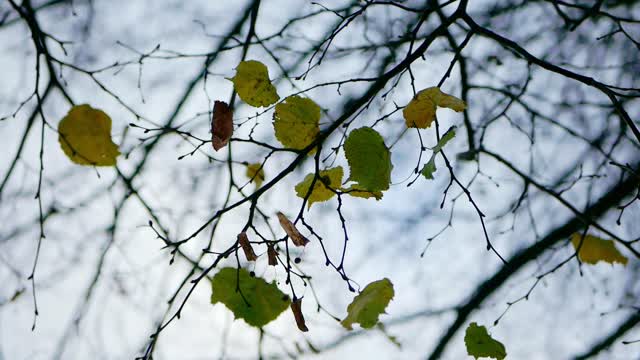 Leaves forest nature