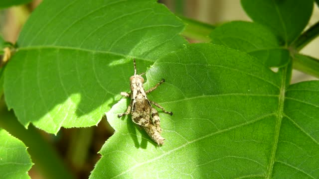 Insect cricket yard