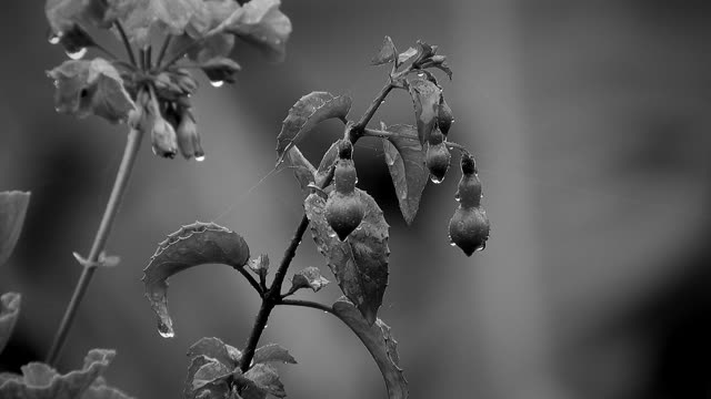 Black and white yard drops