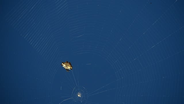 Nature web spider weaver