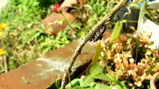 Nature insect worm