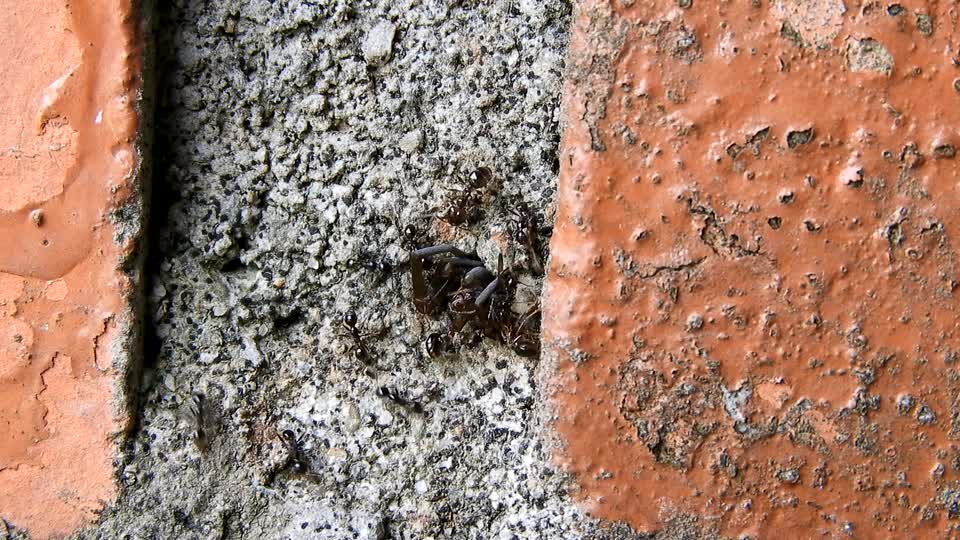 Nature insects ants