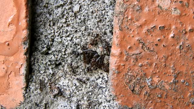 Nature insects ants