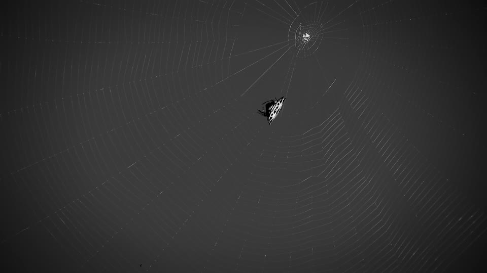 Black and white web insect