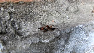 Nature macro ants