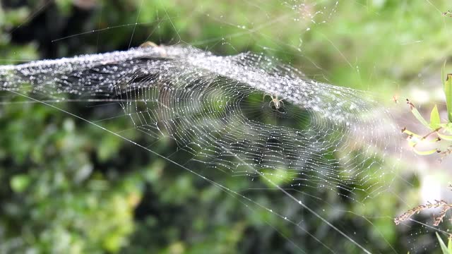 Yard web spider