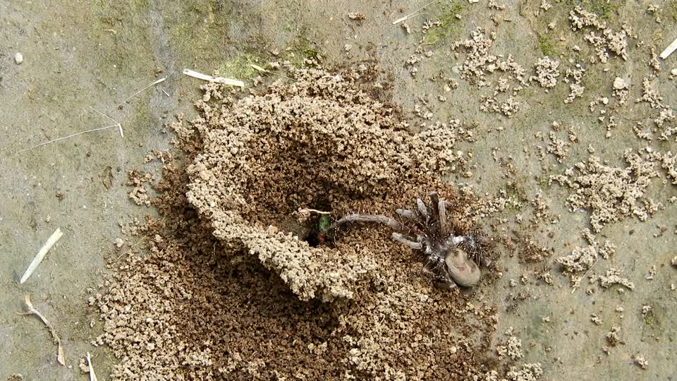 Macro insects ants