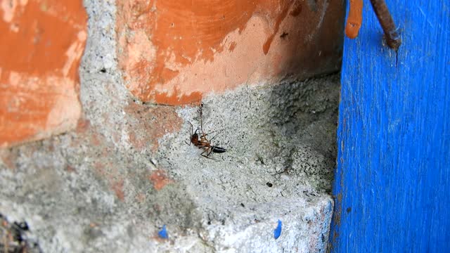 Nature insects ants