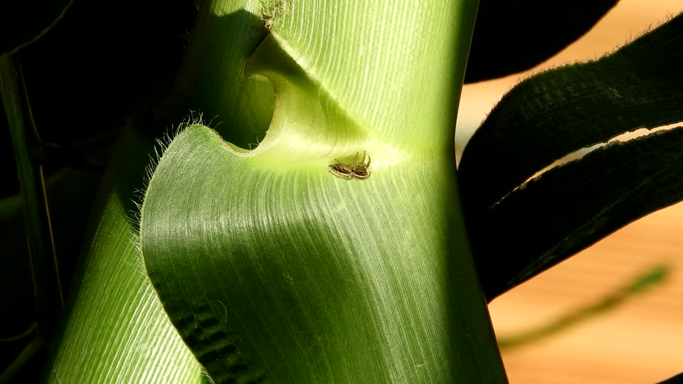 Macro insect spider