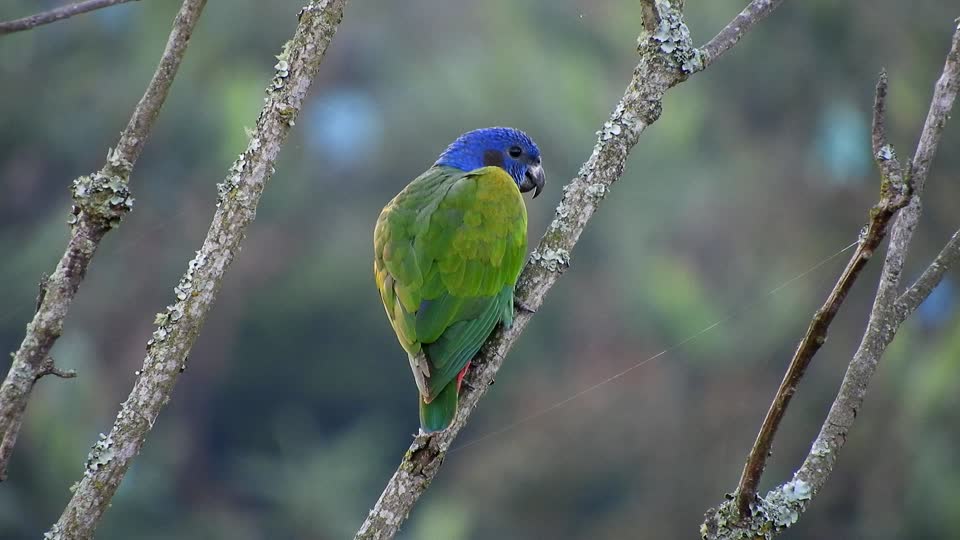Nature bird green parrot