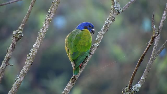 Nature bird green parrot