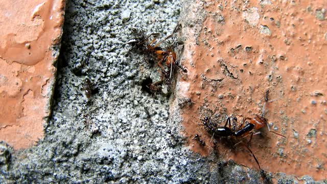 Ants work collaboration