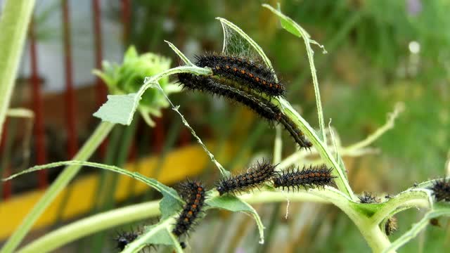 Nature insects caterpillars