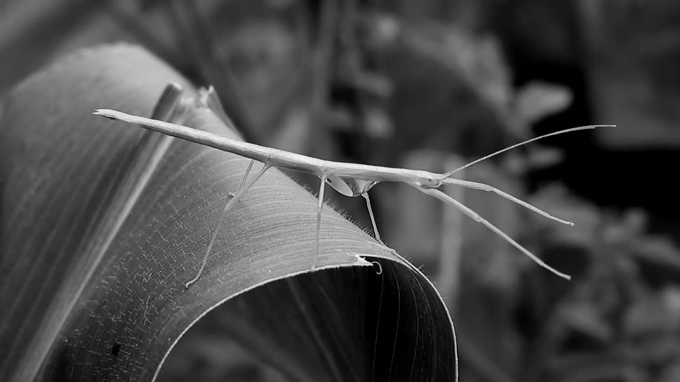 Black and white stick insect fauna