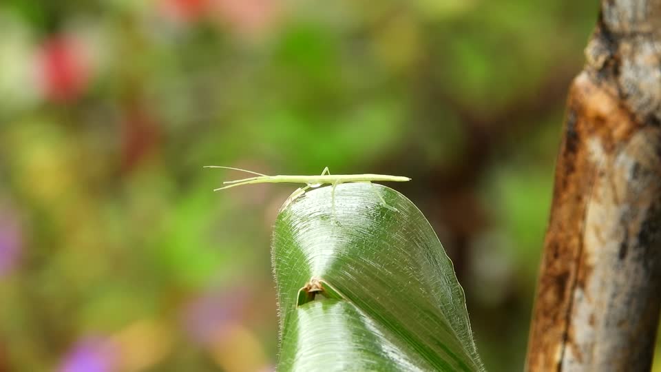 Nature stick insect insect
