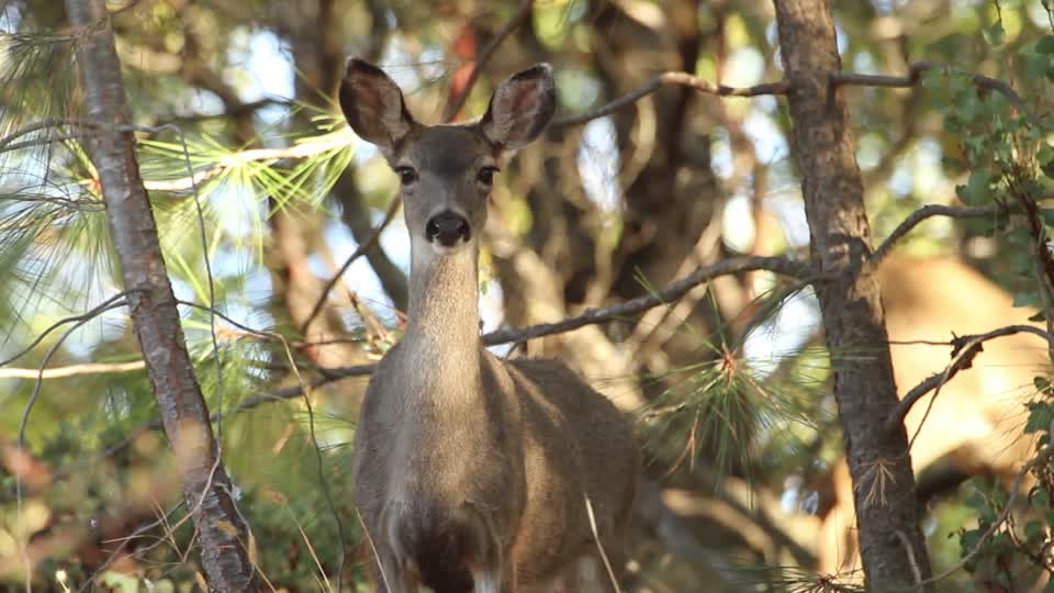 California mule deer female deer