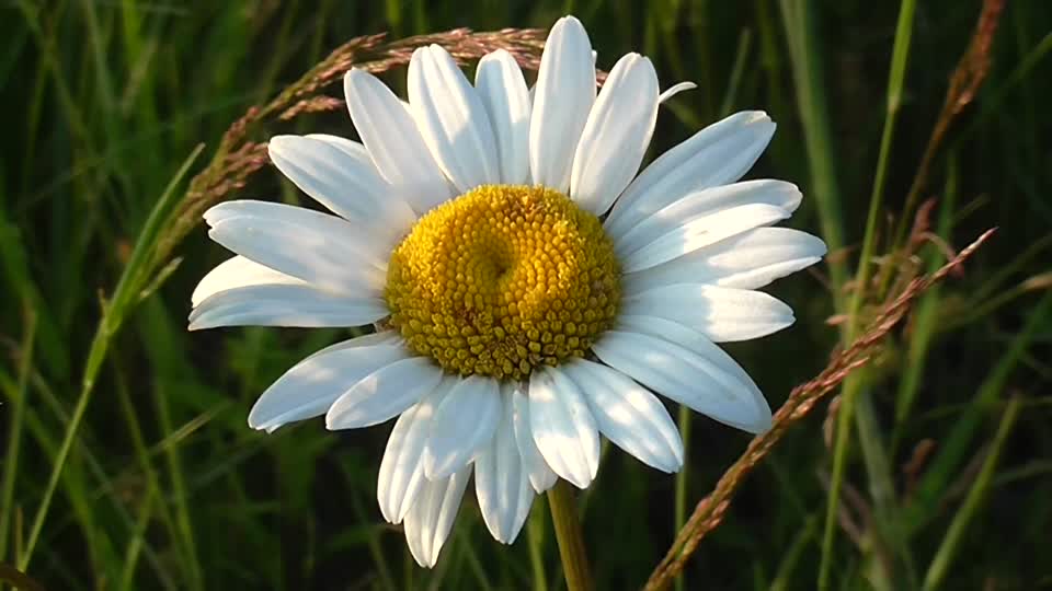 Daisy flower field