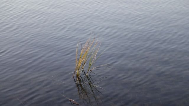 Reeds pond water